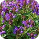 Biomix sedum fleur en kleur